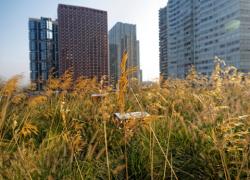 Paris : Récolte de miel sur le toit d'un centre commercial